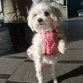 犬が前脚を上げると…
