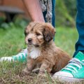 犬が怯えている時に…