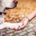 犬に『オテ』を覚え…