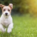 これから犬を迎えた…
