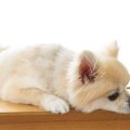 犬が『痛みを我慢し…