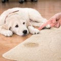 犬がトイレを使わず…