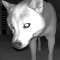 犬を寝かしつけてお…