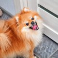 犬が部屋から出たが…