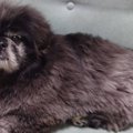 老犬さんは愛らしい…