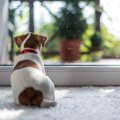 実は犬が怒っている…