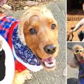 タレント犬コーダの…
