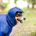 雨の日の犬の散歩が…