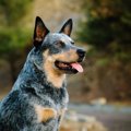 なぜ『犬の寿命』は…