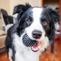 愛犬をリフレッシュ…