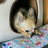 犬なのに人見知り...…