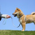 犬が『突然動かなく…