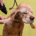 犬が『ドライヤー』…