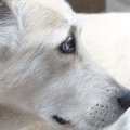 犬の脳腫瘍について…