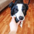 犬のニーズに応えて…