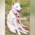 突然歩けなくなり、…