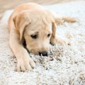 犬がカーペットや絨…