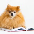 犬の血統書、必要な…