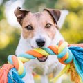 犬が死に至る可能性…