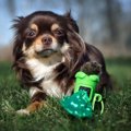 犬のウンチを放置…な…