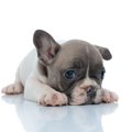 犬が飼い主のことを…