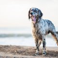 水や泳ぎが得意な犬…