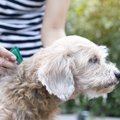 犬のフィラリア症と…
