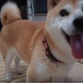 【ドッキリ企画】ボ…