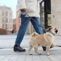 パグの散歩はどのく…