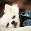 犬を放っておくべき…