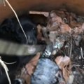 やぶで暮らす野良親…