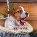 犬が快適に過ごせる…