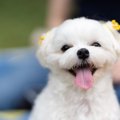 犬が突然狂暴化…4つ…