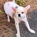 犬の飼い主が末期が…