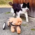 『車椅子の犬』が外…