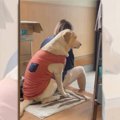 哀愁漂う背中…散歩に…