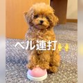 子犬に『ベル』渡し…