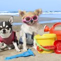犬も日焼けをする？…