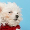 家族が犬アレルギー…