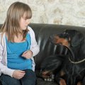 犬が飼い主以外の人…
