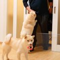 父と犬たちが『4日ぶ…