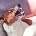 犬が突然凶暴になっ…