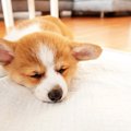犬が『トイレを我慢…