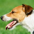 犬はどうして鼻面が…