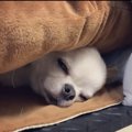 迷子の迷子のティー…