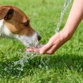 犬が『脱水』してい…