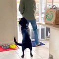 家族で『愛犬を探す…