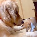 保護された赤ちゃん…