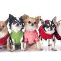 犬服のおすすめブラ…