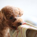 愛犬がワガママな性…